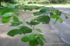 Humboldtia sanjappae